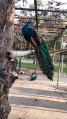 Beautiful Peacock  Shorts By Kingdom of Awais
