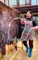 Smart Korean girl  cooking cow  skin / 한국 여자가 소 가죽을 요리하는 방법