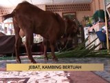 AWANI - Pahang: Jebat, kambing bertuah