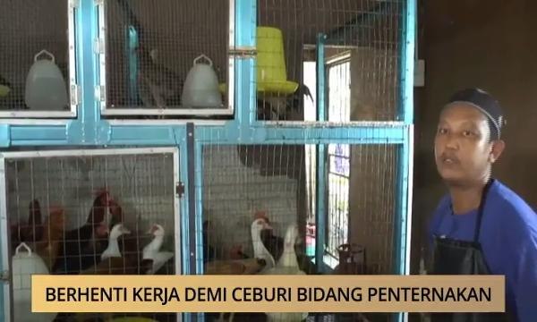 AWANI - N. Sembilan: Berhenti kerja demi ceburi bidang penternakan
