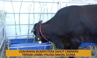 SME: Usahawan bumiputera sahut cabaran ternak lembu paling mahal dunia