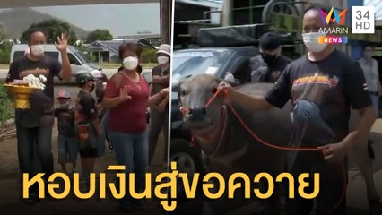 หอบเงิน 1.2 ล้าน สู่ขอน้องจันทร์เจ้า ควายเพศเมียสุดสวย | ข่าวเที่ยงอมรินทร์ | 24 ก.พ.65
