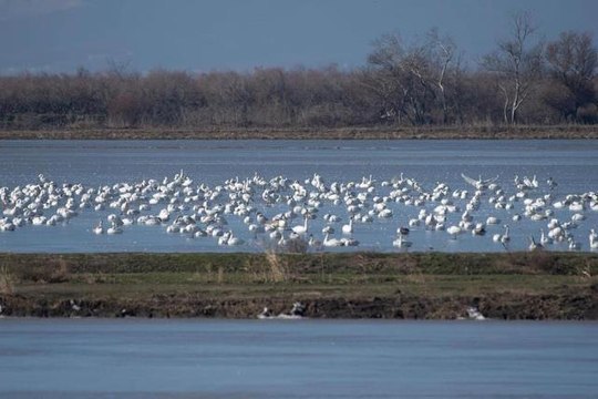 Son dakika... Kuş Cenneti Gala Gölü Milli Parkı'nda 232 kuş türü tespit edildi