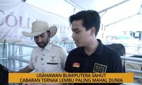 SME: Usahawan bumiputera sahut cabaran ternak lembu paling mahal dunia