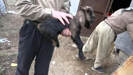 Şırnak'ta arka bacakları kısa doğan oğlağa gözü gibi bakıyor