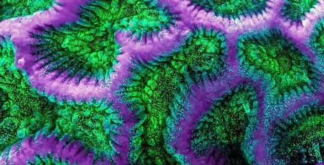 Absurd Planet S01 E02
