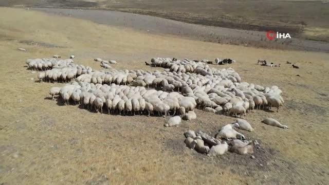 Sivas'ta hayvancılık yaygınlaşıyor... Köyümde Yaşamak İçin Bir Sürü Nedenim Var projesi kapsamında küçükbaş hayvan sayısı 919 bin 687 oldu