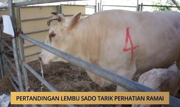 AWANI - Terengganu: Pertandingan lembu sado tarik perhatian ramai