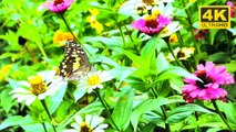 Beautiful Butterfly Relaxing music  (4K)