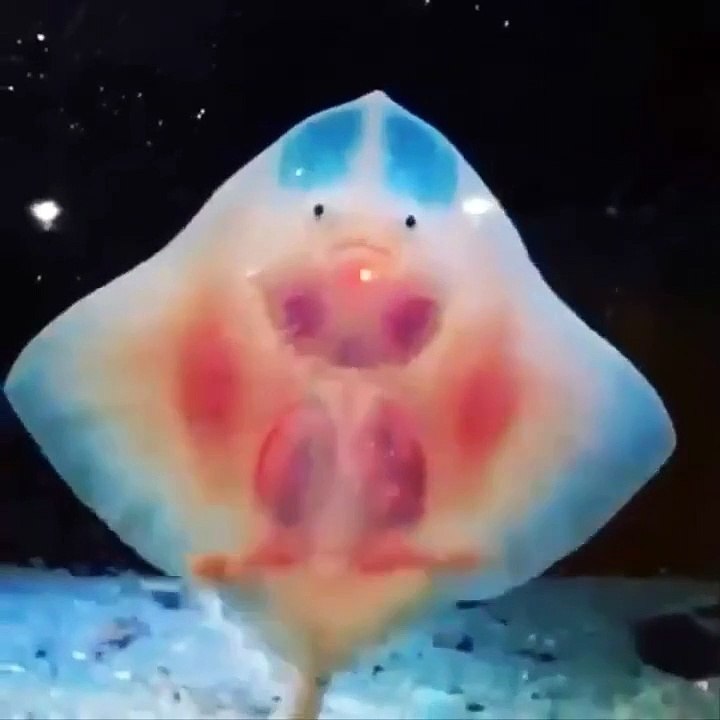 78.Cutest Sea Animals Videos Watch Until The End! Don't miss