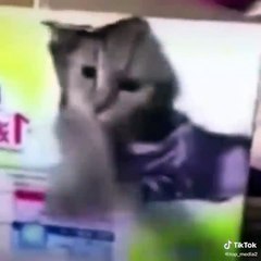 56.Funniest Cats  - Don't try to hold back Laughter  - Funny Cats Life
