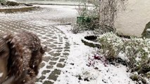 News Letter Dog enjoys the snow