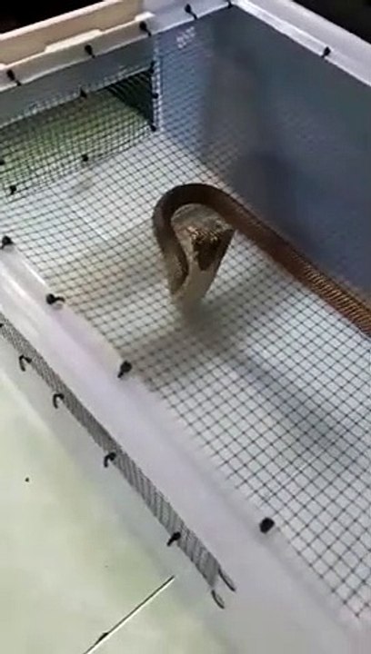 The deadly cobra bursts