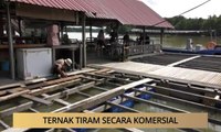 AWANI - Kedah: Ternak tiram secara komersial