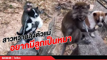 จะเป็นยังไงเมื่อสาวหวาน "ลิง" ตัวแม่อยากมีลูกเป็น "ลูกหมา"