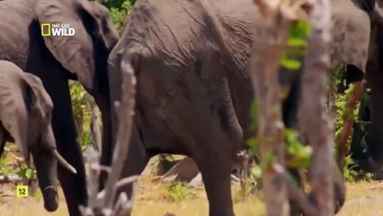 Objetivo en movimiento_ 5- los depredadores mas letales de África.