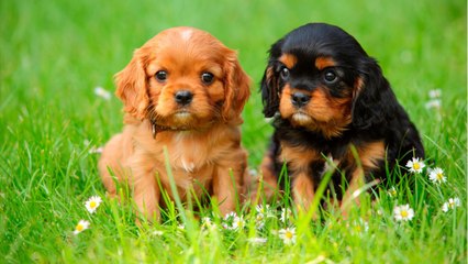 La Norvège interdit l'élevage de Cavalier King Charles et de bulldog anglais
