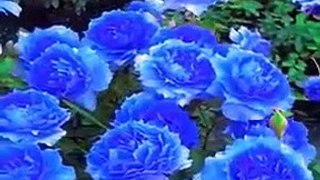Amazing Roses - Fantastic Rose garden