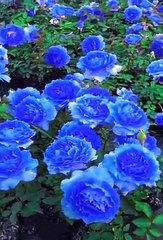 Amazing Roses - Fantastic Rose garden