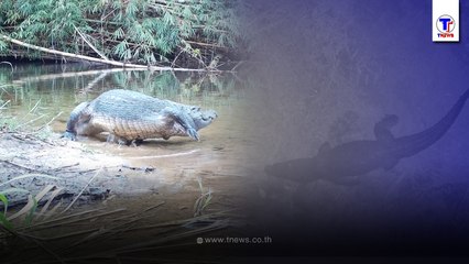 พบ"จระเข้น้ำจืด" แม่น้ำเพชรบุรี โผล่อวดโฉมใส่กล้อง