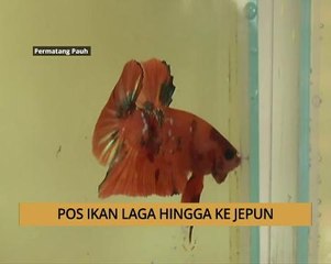 AWANI - Pulau Pinang: Pos ikan laa hingga ke Jepun