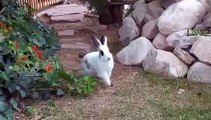 Funny Bunny chases a cat：面白いバニーが猫を追いかける