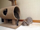 Bunny attacks cat：バニーが猫を襲う