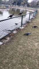 Bird Crow Short Video By Kingdom of Awais