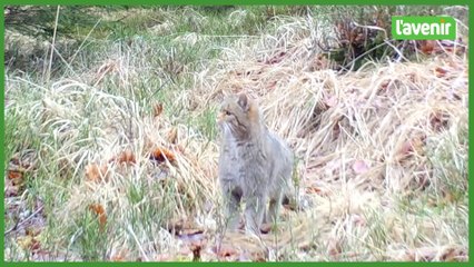 Le chat forestier, un animal méconnu et pourtant bien présent chez nous