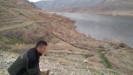 Yaralı bulunan sülün tedavisinin ardından doğaya bırakıldı