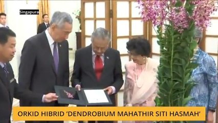 Orkid Hibrid 'Dendrobium Mahathir Siti Hasmah'