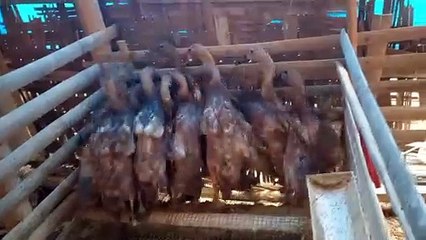 Lucu Banget! Bebek Usia 35 Hari yang Menggemaskan 🦆