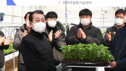 [인천] 강화군, 강화속노랑고구마 조직배양묘 확대로 고급화 / YTN