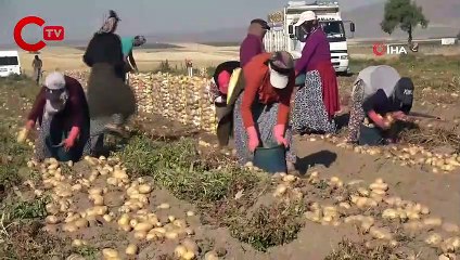 Patates ekimi kayıt altına alınacak