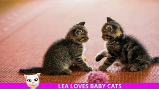 Baby Cats - Princess Cat Lea Loves Sweet Kitten