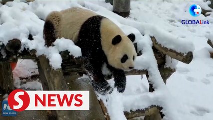 Giant pandas have fun at snow-covered base in China