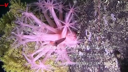 Krill Fishing is Now Threatening Some of Earth’s Largest Mammals