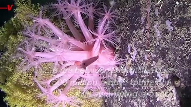 Krill Fishing is Now Threatening Some of Earth’s Largest Mammals