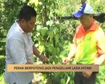 AWANI - Perak: Perak berpotensi jadi pengeluar lada hitam