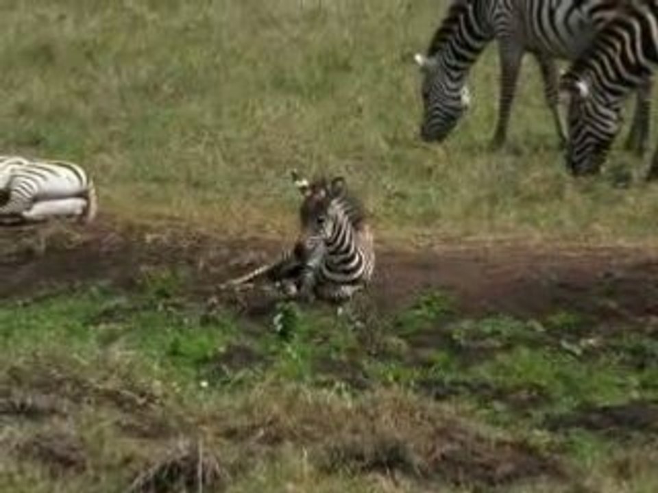 Zebre au N'gorongoro