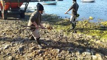 Operarios de Medio Ambiente, este jueves, retirando algas de la orilla de la playa del Vivero en La Manga del Mar Menor.