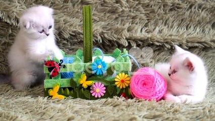 cute cats - baby cats - cute and funny cat videos compilation #9 | aww animals