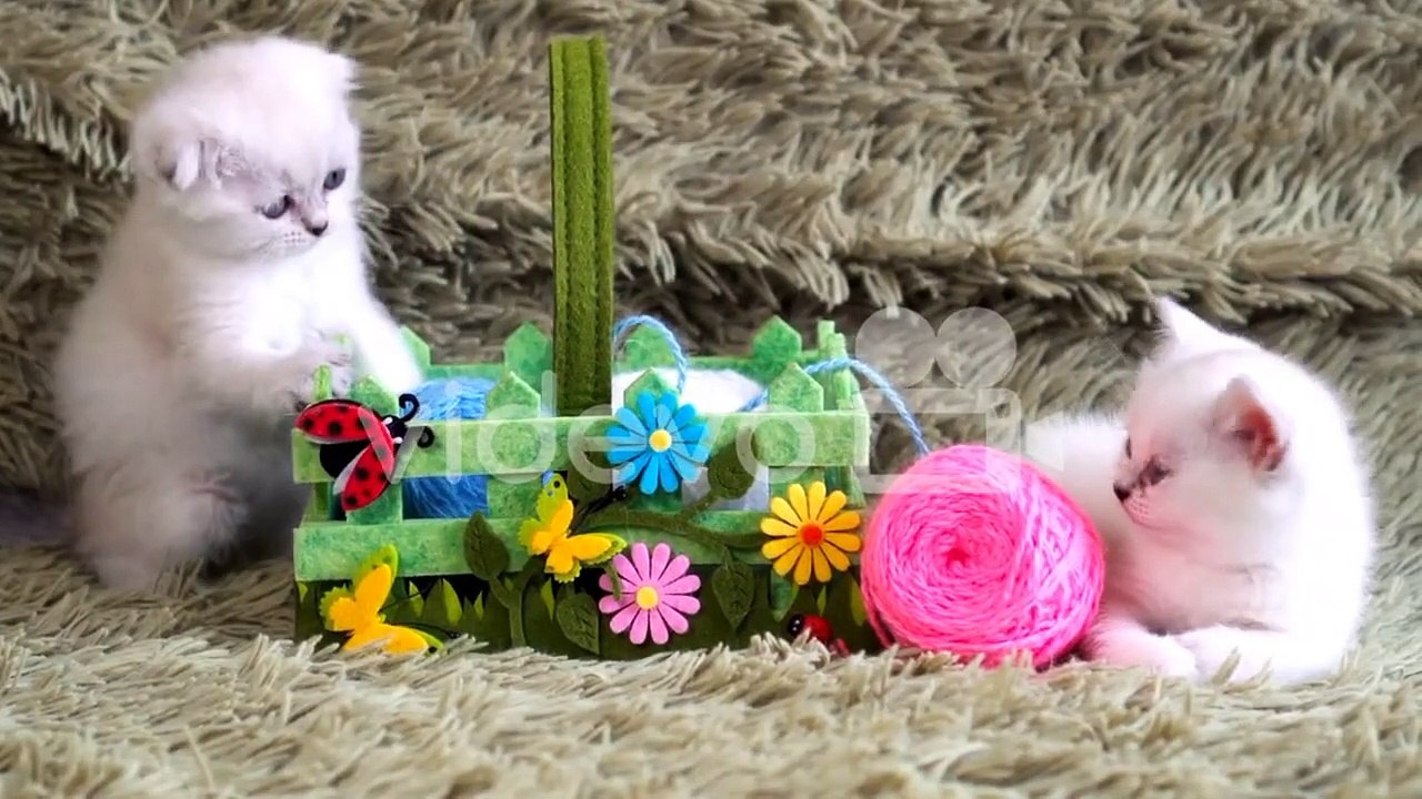 cute cats - baby cats - cute and funny cat videos compilation #9 | aww animals