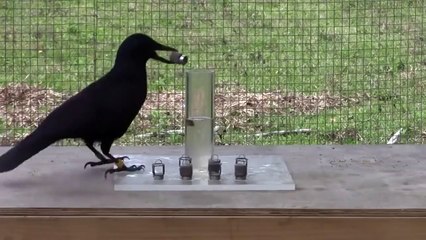 Un oiseau très intelligent
