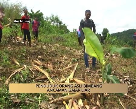 AWANI - Kelantan: Penduduk Orang Asli bimbang ancaman gajah liar