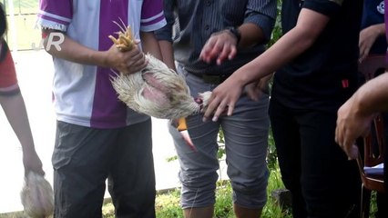 #AWANI Jr: Jom belajar sembelih