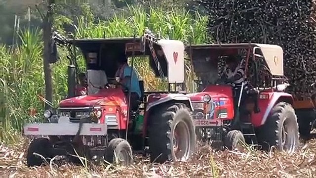 Mahindra Arjun Tractor Pulling Sugarcane Trolley