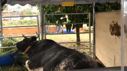 #AWANIJr: Jom tengok lembu besar