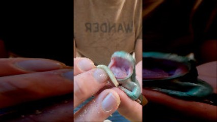 Feeding Dumpy a Freshly Molted Superworm