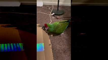 Naughty Macaw Makes a Mess Out of Cardboard